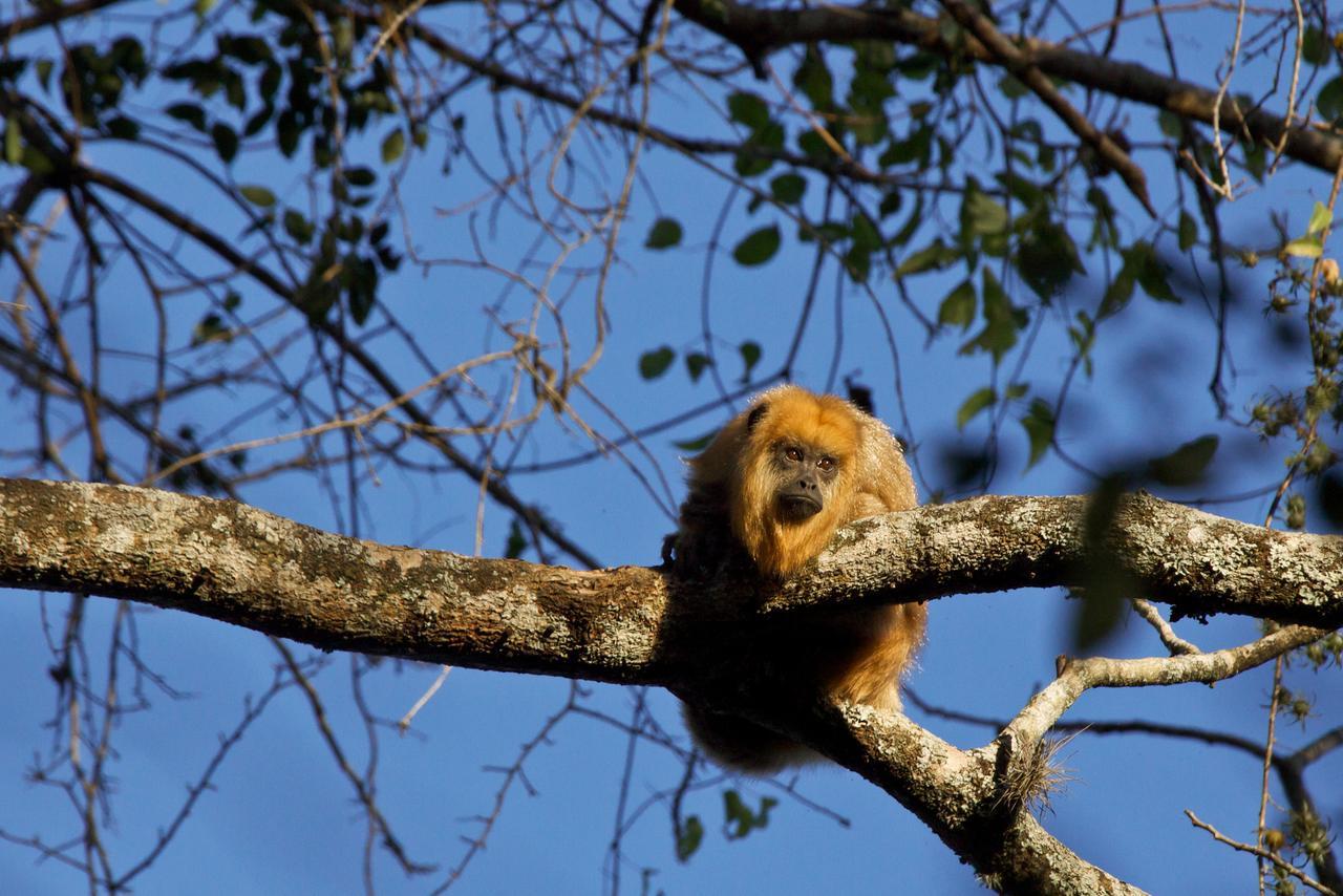 Yacutinga Lodge Puerto Iguazú Kültér fotó