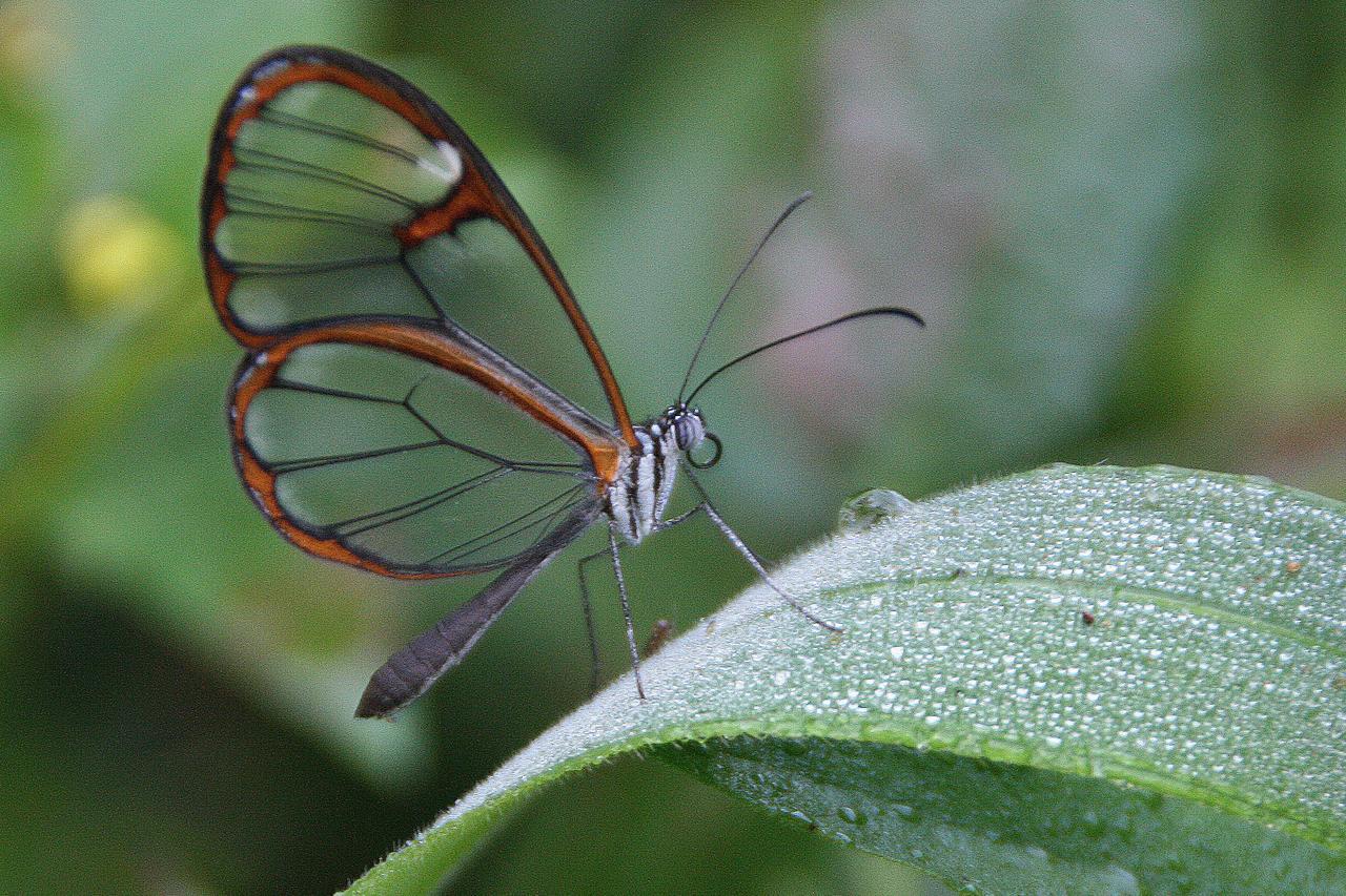 Yacutinga Lodge Puerto Iguazú Kültér fotó