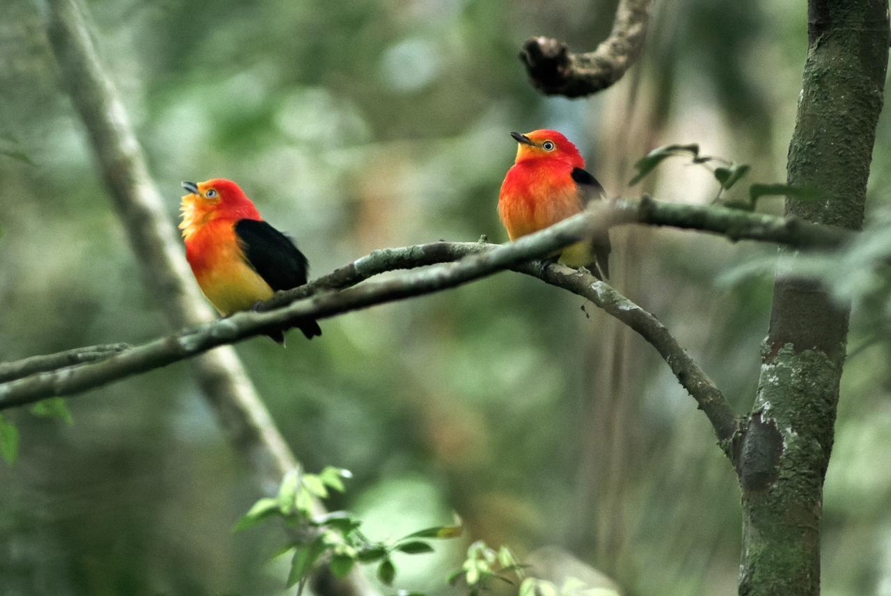 Yacutinga Lodge Puerto Iguazú Kültér fotó