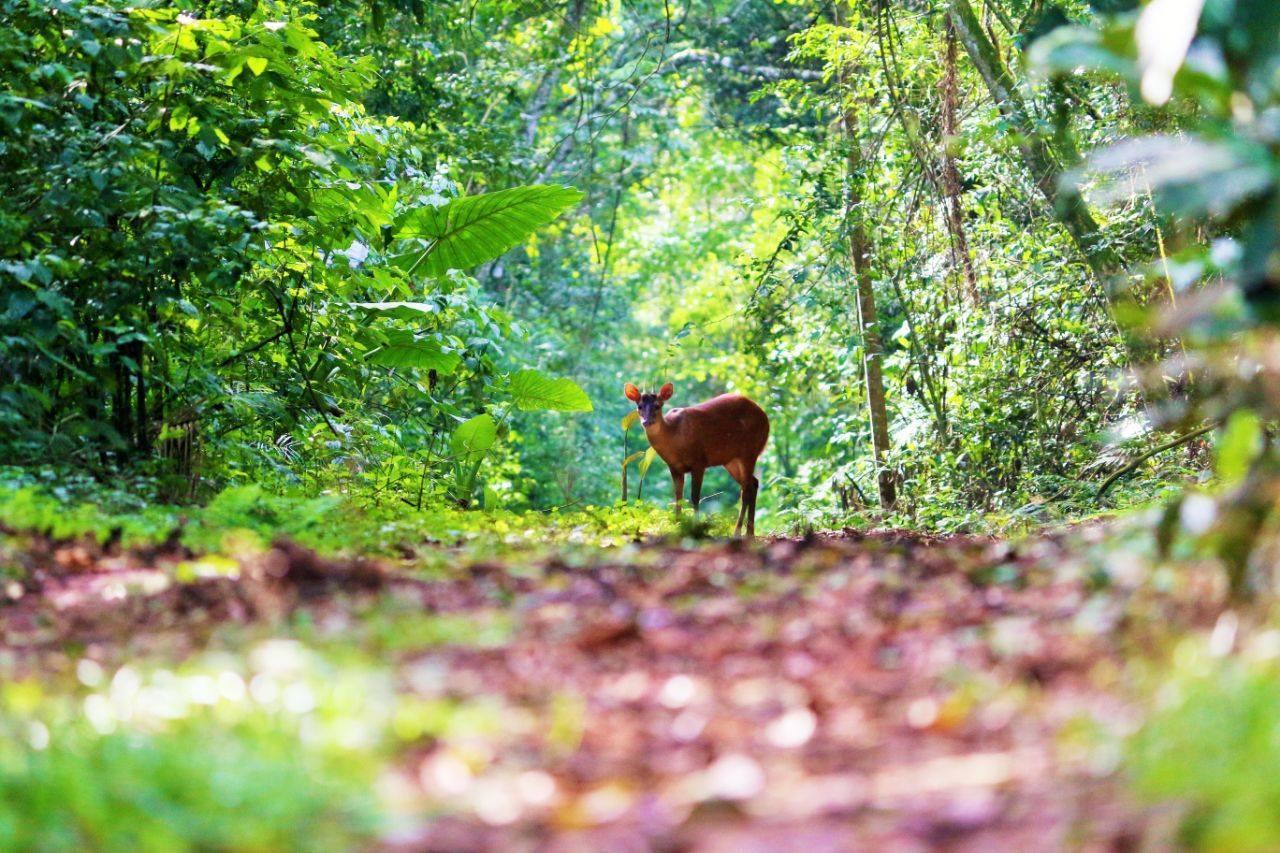 Yacutinga Lodge Puerto Iguazú Kültér fotó