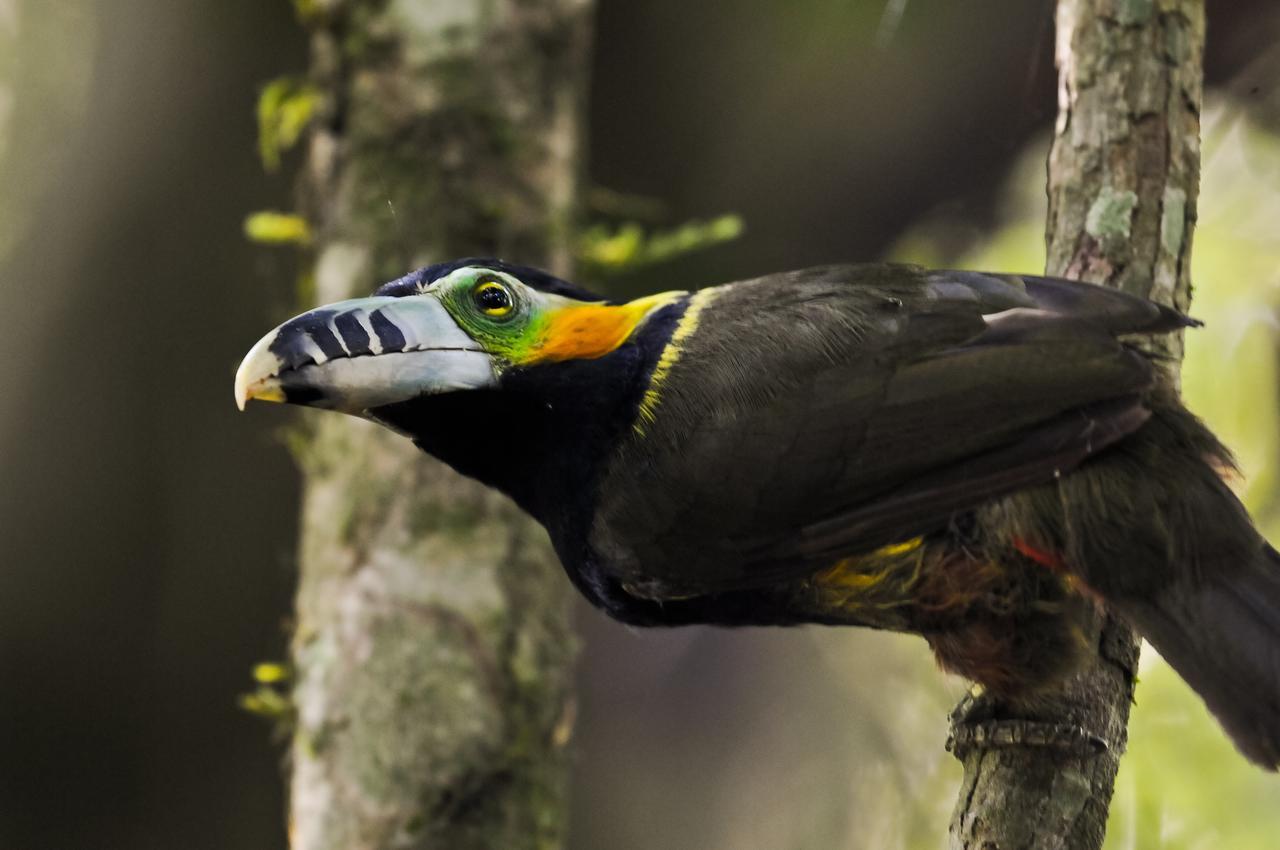 Yacutinga Lodge Puerto Iguazú Kültér fotó